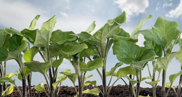 茄子种子的发芽时间和方法（掌握正确的方法）