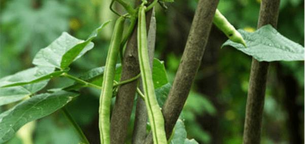 四季豆的种植与管理（如何让你的四季豆健康成长）