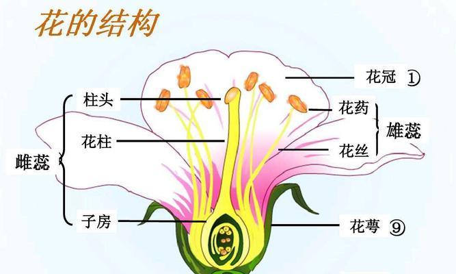 探究四季桂叶子卷曲原因与处理方法（四季桂叶子卷曲的原因及应对方法详解）