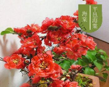 四季海棠，花园里的常青盆栽（一盆种几颗合适）