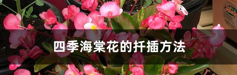 四季海棠种子播种方法（种植技巧）