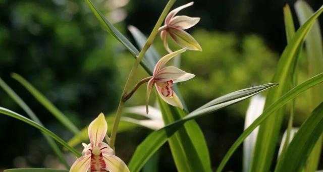 四季兰开花时间及季节特点（四季兰花期的主要月份及开花特点）