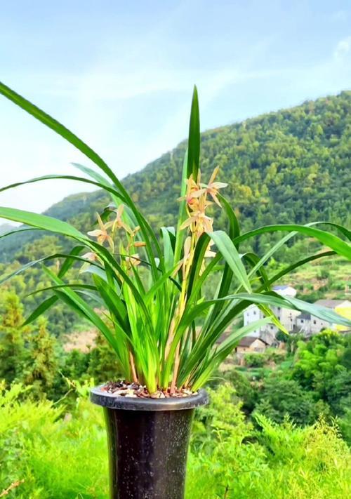 四季兰开花时间及季节特点（四季兰花期的主要月份及开花特点）