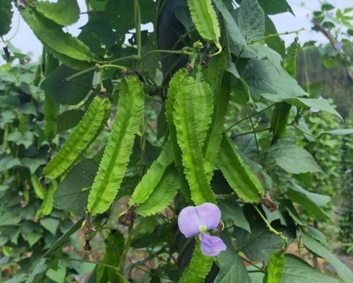 四棱豆种植的时间和结果分析（掌握四棱豆种植的开花结果）