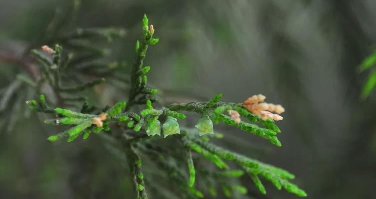 松柏类植物——永恒的绿色之美（探寻松柏类植物的多彩世界）