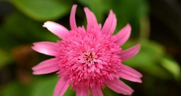 松果菊的开花时间及特点（揭秘松果菊的开花规律和花语）