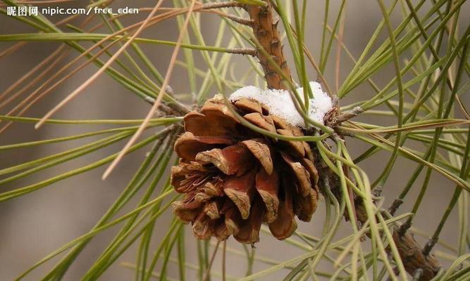 松果成熟季节及上市时间详解（了解松果的季节成熟时间）