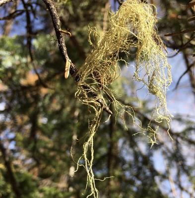 探究松萝属于哪种植物类型（深入探讨松萝的分类学特征）