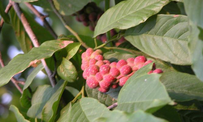 松是被子植物，探究松树的分类及特征（了解松树的科属）