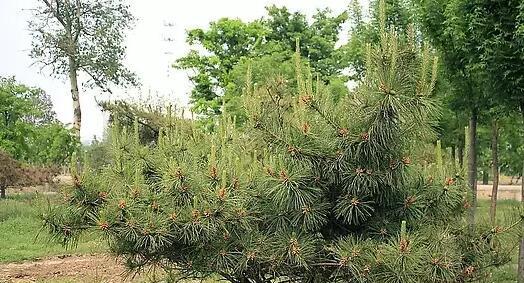 家门口的美丽松树（种植松树的好处和注意事项）