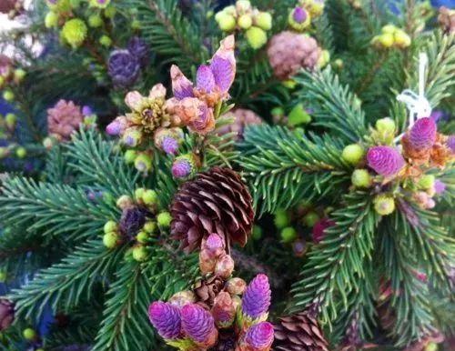 松树的开花时间和花期（了解松树的花开花落）