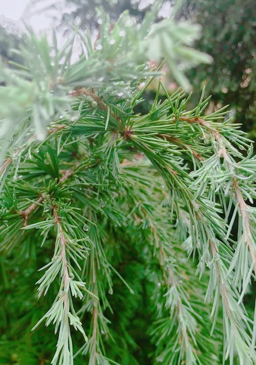 松树是木本植物吗（探究松树的分类和特征）