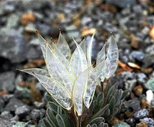 植物的责任与担当——自然界的守护者（以植物为中心的生态系统中的责任和担当）