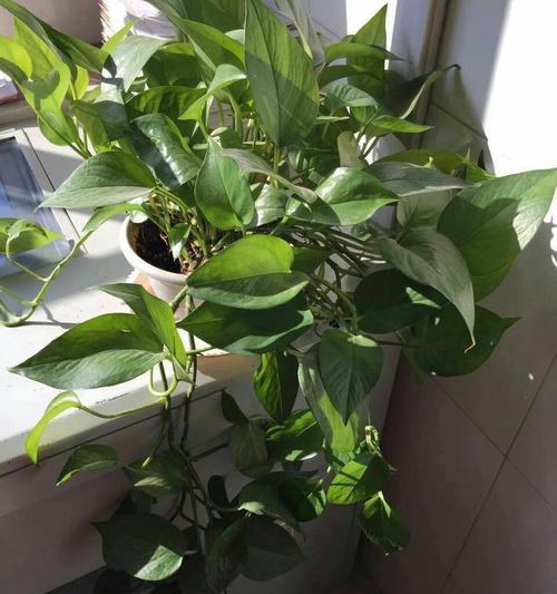 植物的默默付出——自然的无私奉献（以植物为象征的默默付出和奉献精神）