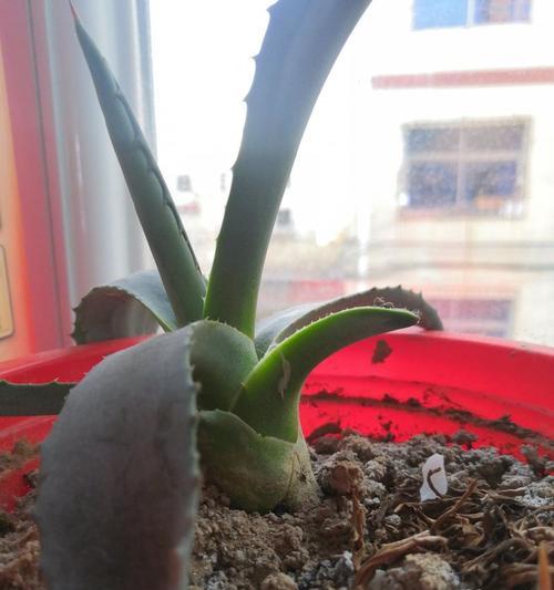 植物的默默付出——自然的无私奉献（以植物为象征的默默付出和奉献精神）