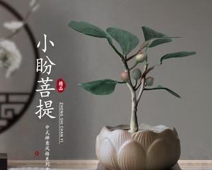 寻找禅意（以象征禅意的植物为主题）