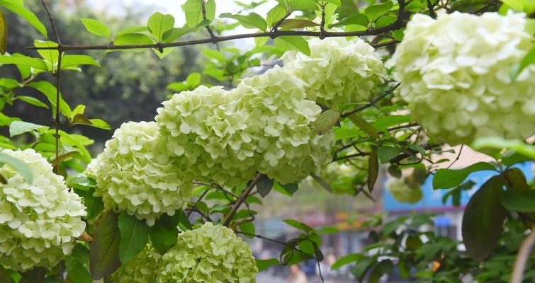 绣球花的花语与象征（绣球花的寓意及美丽象征）