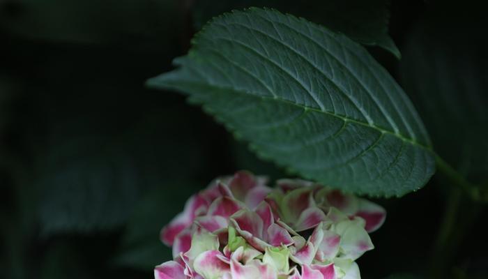 绣球花的花语与象征（绣球花的寓意及美丽象征）