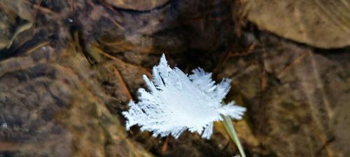 雪莲花的寓意与象征（纯洁）