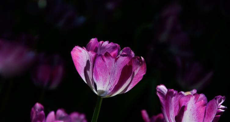 野生郁金香的花语与美丽奇迹（从土地的孩子到花园的女王）