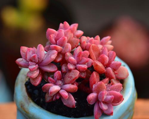 以以爱为名，含有爱情寓意的多肉植物（用多肉植物传递爱的力量）