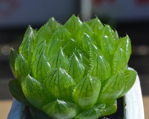 以以爱为名，含有爱情寓意的多肉植物（用多肉植物传递爱的力量）