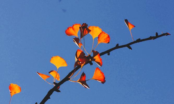 银杏叶的寓意与象征——传递温暖与希望的叶子（银杏叶的花语及其与友情）