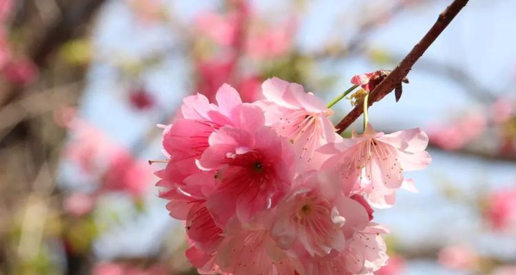 樱花的花语与传说（赏花之乐）