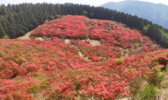 映山红的花语与寓意（探寻映山红的美丽与象征）