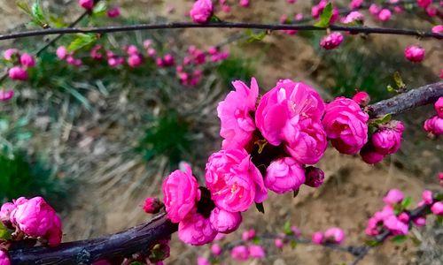 以榆叶梅的花语及作用（探寻以榆叶梅花语的神奇力量）