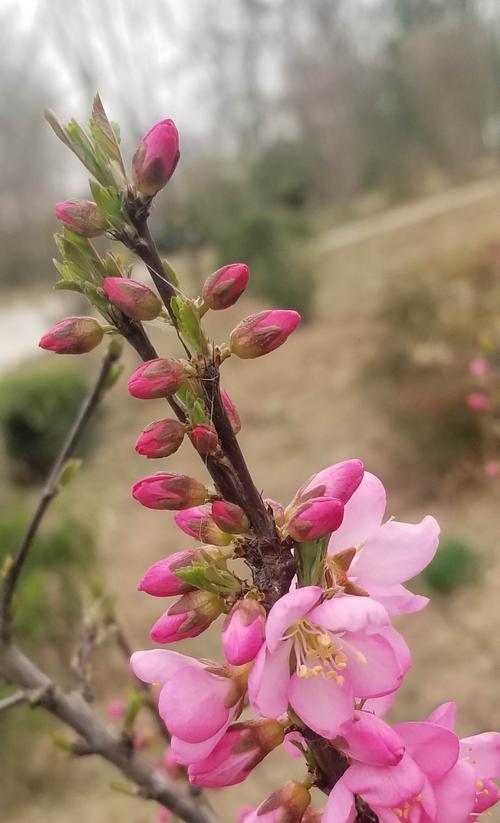 以榆叶梅的花语及作用（探寻以榆叶梅花语的神奇力量）