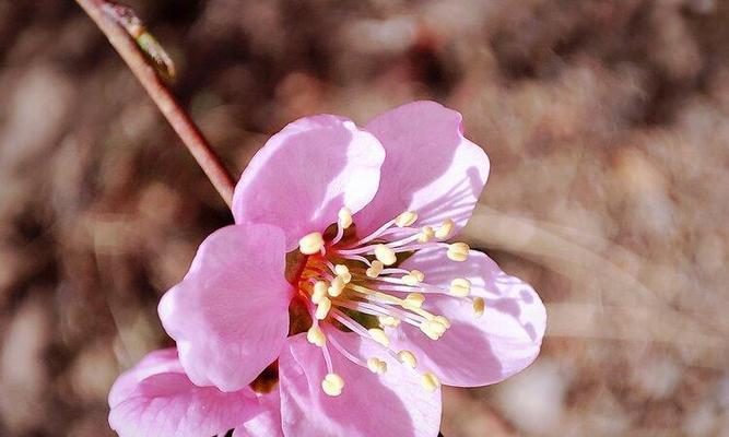 以榆叶梅的花语及作用（探寻以榆叶梅花语的神奇力量）