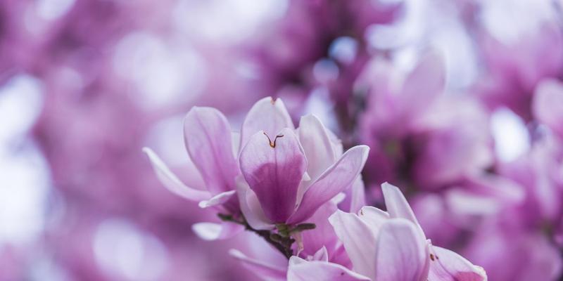 玉兰花的神秘寓意与传说（揭秘玉兰花的芳香传奇）