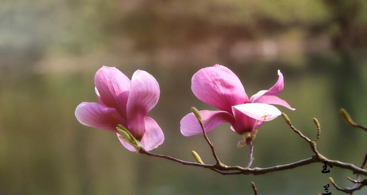 玉兰花的象征意义及文化传承（探寻玉兰花的美丽与力量）