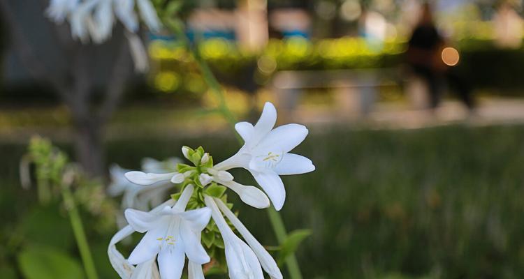 玉簪花语与寓意（用花语解读玉簪的神秘力量）