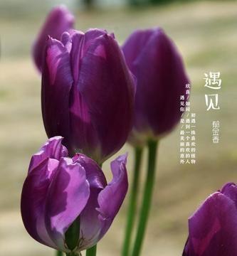 郁金香（探索郁金香花朵中所蕴含的爱和祝福的象征意义）