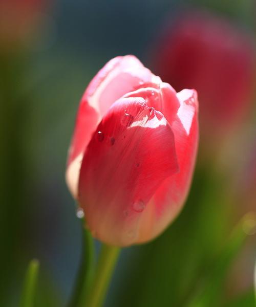 郁金香（探索郁金香花朵中所蕴含的爱和祝福的象征意义）