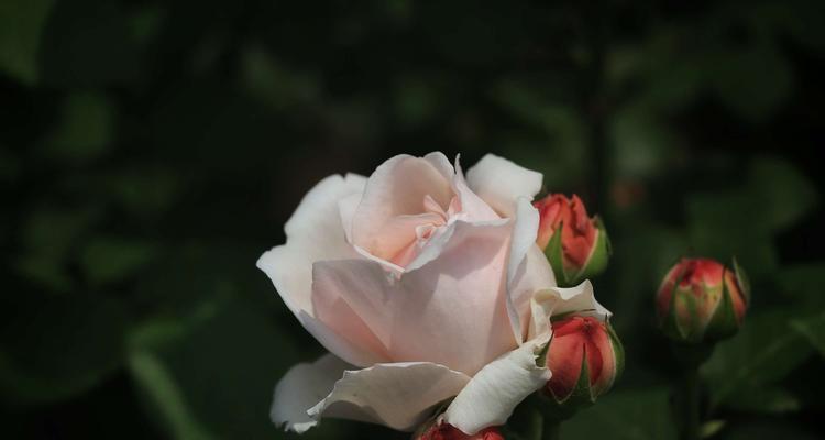 月季的花语与开花时间（探寻月季花的象征意义及生长特点）