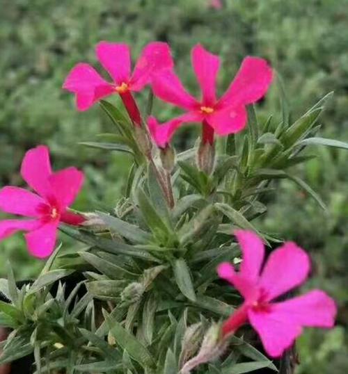 芝樱（赏析芝樱花语及其深刻寓意）