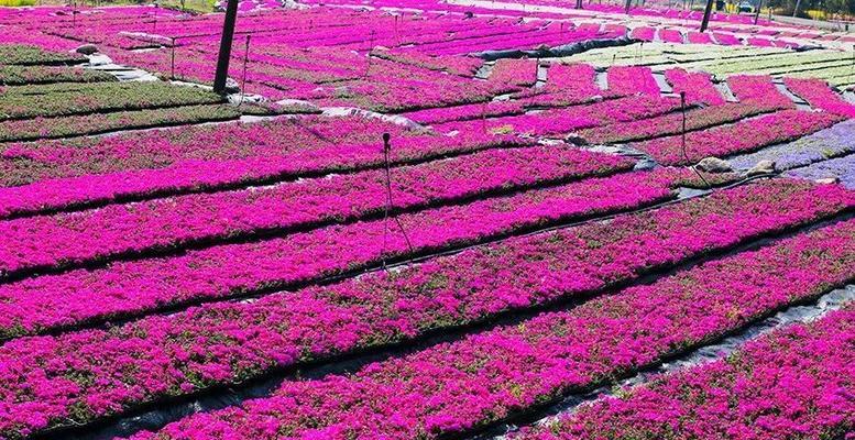 芝樱（赏析芝樱花语及其深刻寓意）