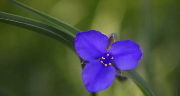 紫露草的花语与传说（探寻紫露草的花语意义及神奇传说）