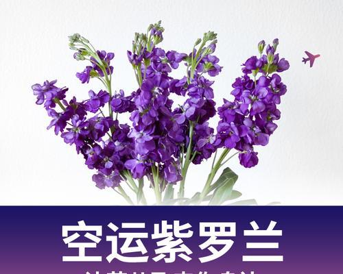 紫罗兰之美（紫罗兰花语解读及养护技巧）