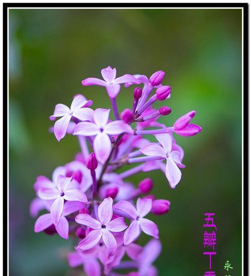 紫色丁香花（丁香花的花语）