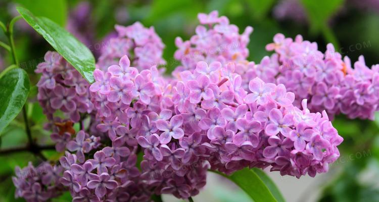 紫色丁香花（丁香花的花语）