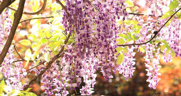 紫藤花（紫藤花的美丽与神秘）