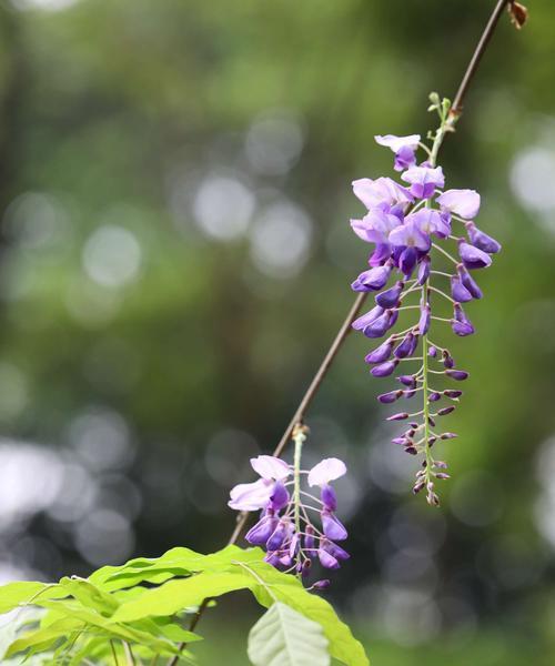 紫藤花（紫藤花的美丽与神秘）