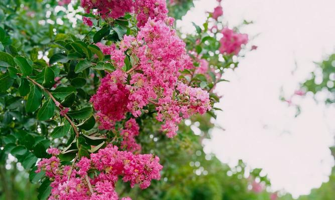 紫薇花的花语与传说（深情无私的紫薇花）