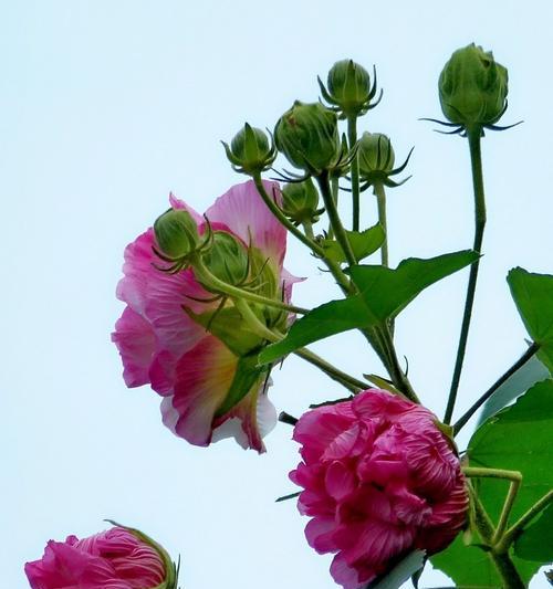 芙蓉花的象征意义及传承（探寻芙蓉花的文化内涵与美学价值）