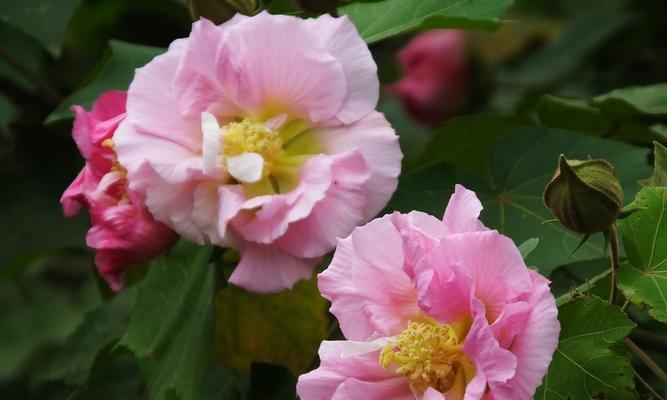 芙蓉花的象征意义及传承（探寻芙蓉花的文化内涵与美学价值）