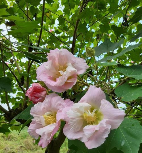 芙蓉花的花语与代表意义（美丽芙蓉花）